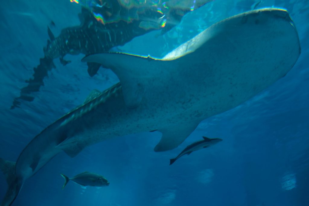 Le requin-baleine vue de dessous dans le bassin Pacifique du Kaiyukan