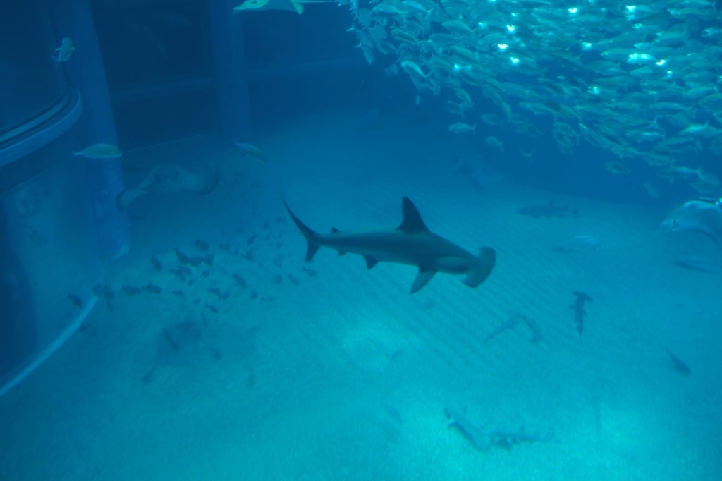 Un requin marteau dans le bassin de l'océan Pacifique au Kaiyukan d'Osaka