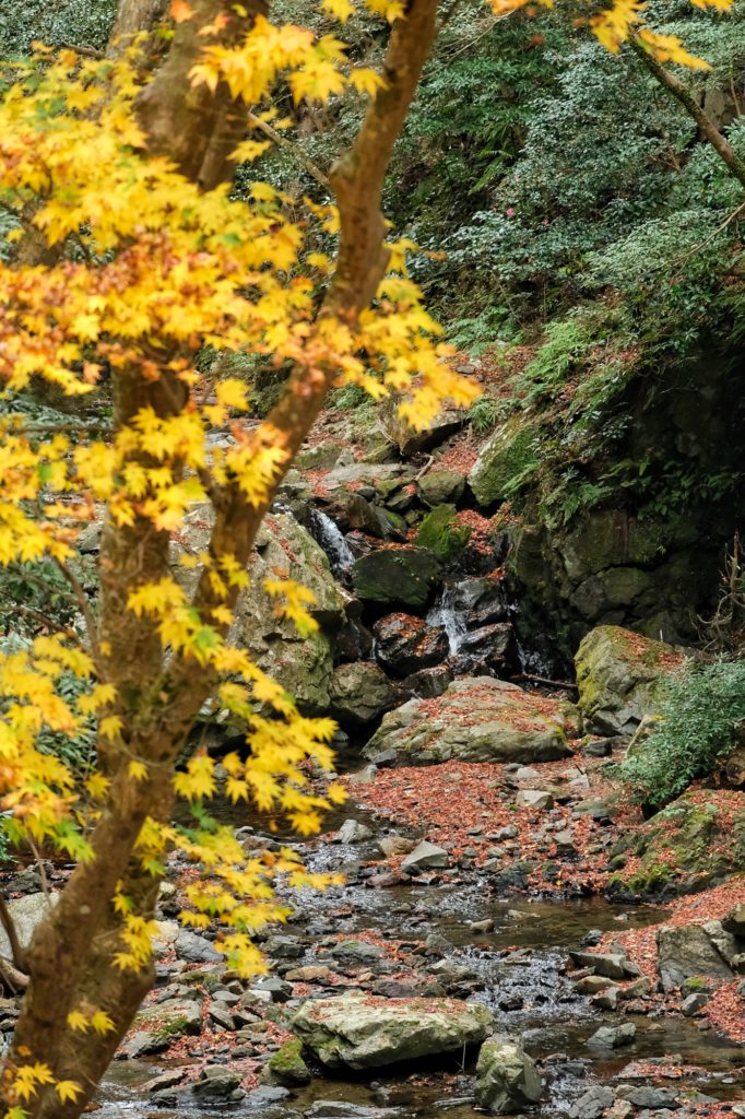La rivière Minoo et un érable jaune