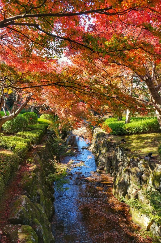 Les couleurs des momiji sur un ruisseau du parc de Nara