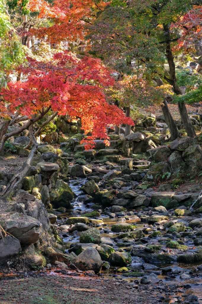 Un ruisseau dans le parc de Nara et les arbres d'automne